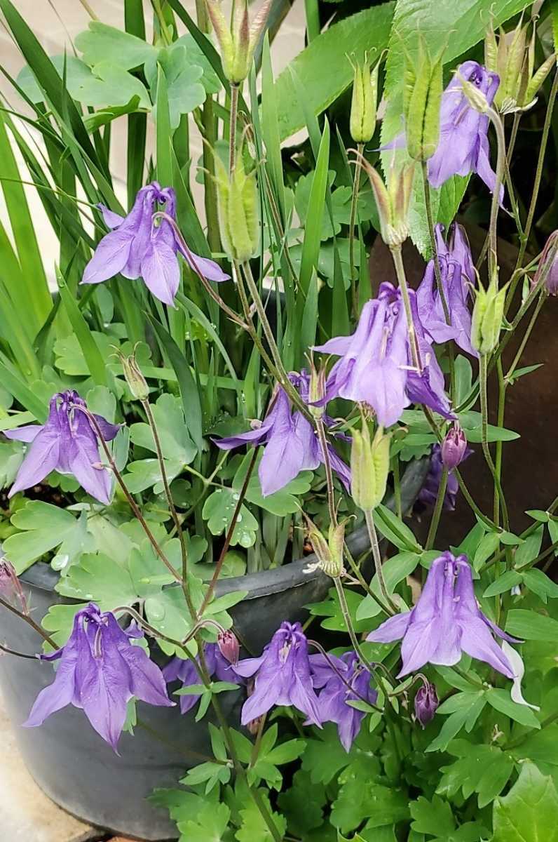 西洋オダマキ 紫 種 30粒 自宅栽培 21 5月下旬採取 山野草 同