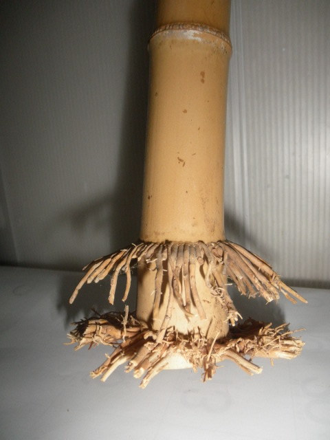 ＠＠　竹　竹工芸　和風インテリア　雑貨　オブジェ　根っこ付竹　飾り物　いい味わいの竹　全長53cm_画像4