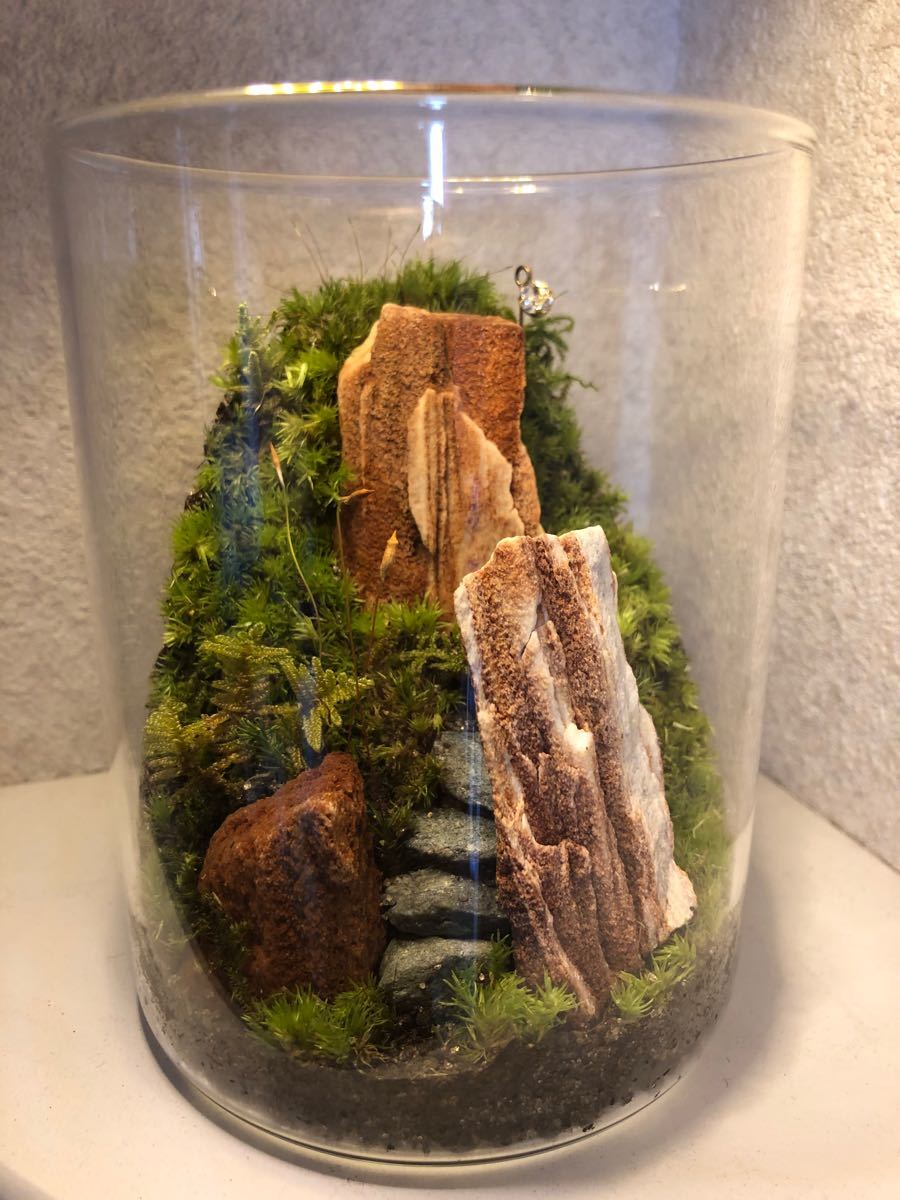 Paypayフリマ 苔テラリウム 紅流木化石のそびえる苔山 Paypayフリマ 苔テラリウム 紅流木化石のそびえる苔山