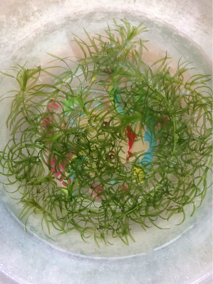 Paypayフリマ 水草 アナカリス オオカナダモ 10本 Paypayフリマ 水草 アナカリス オオカナダモ 10本