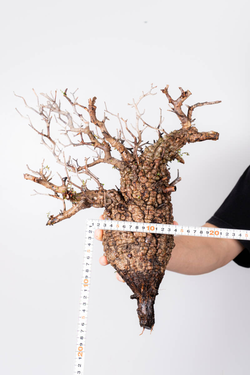 C101 現地発根株 オペルクリカリア パキプス 3/22 入荷 Operculicarya pachypus 塊根植物 コーデックス の画像8