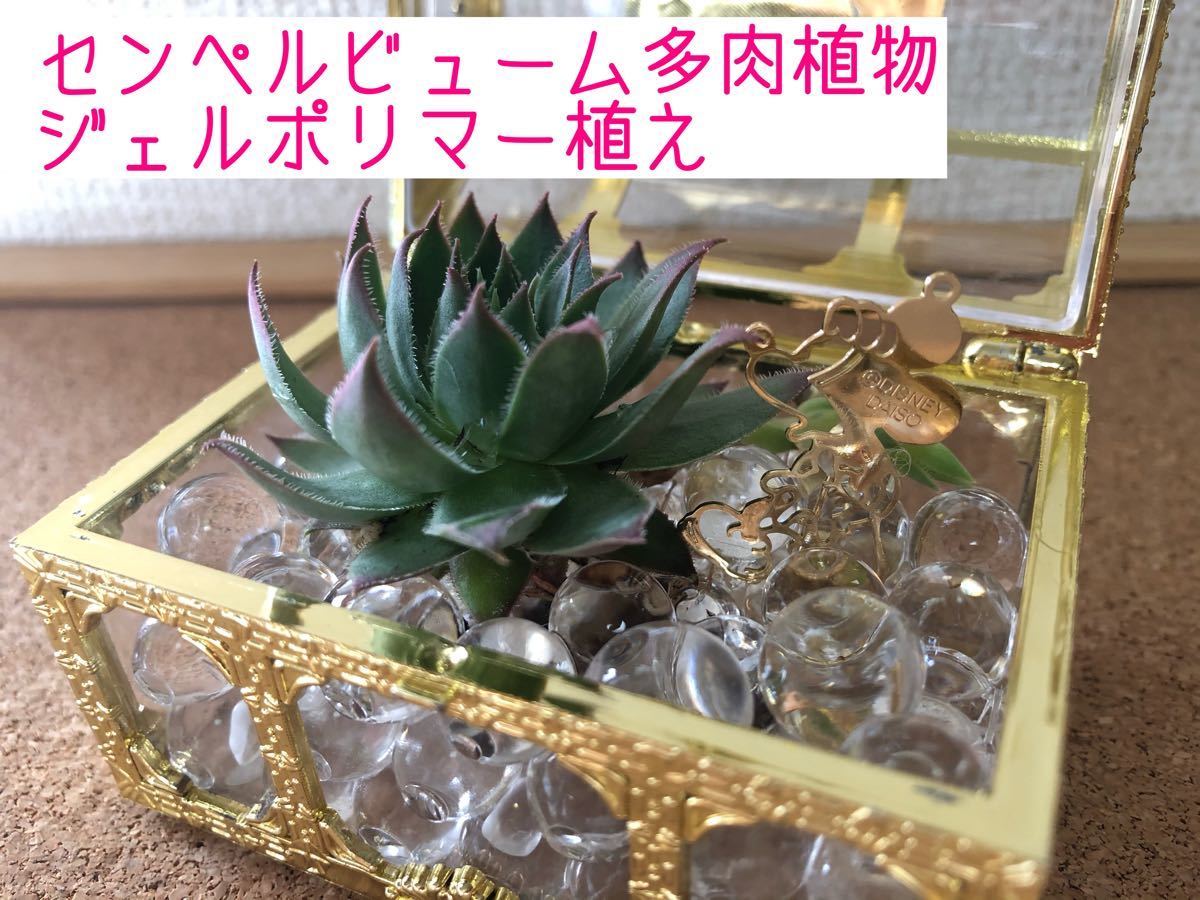 Paypayフリマ センペルビューム 多肉植物 を宝箱に植え替えました ハンドメイド テラリウム Paypayフリマ センペルビューム 多肉植物 を宝箱に植え替えました ハンドメイド テラリウム
