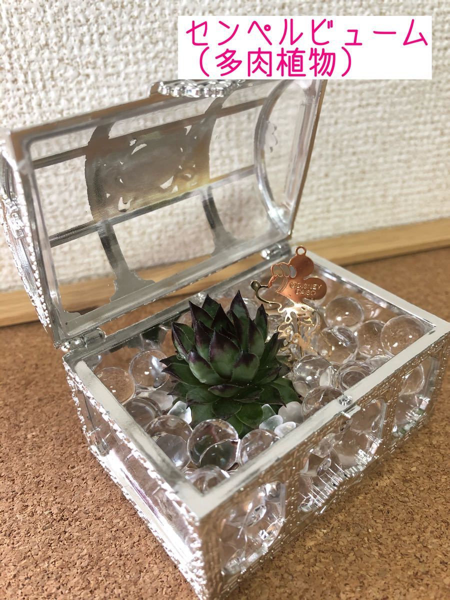 Paypayフリマ センペルビューム 多肉植物 を宝箱のような小箱に植え替えました Paypayフリマ センペルビューム 多肉植物 を宝箱のような小箱に植え替えました