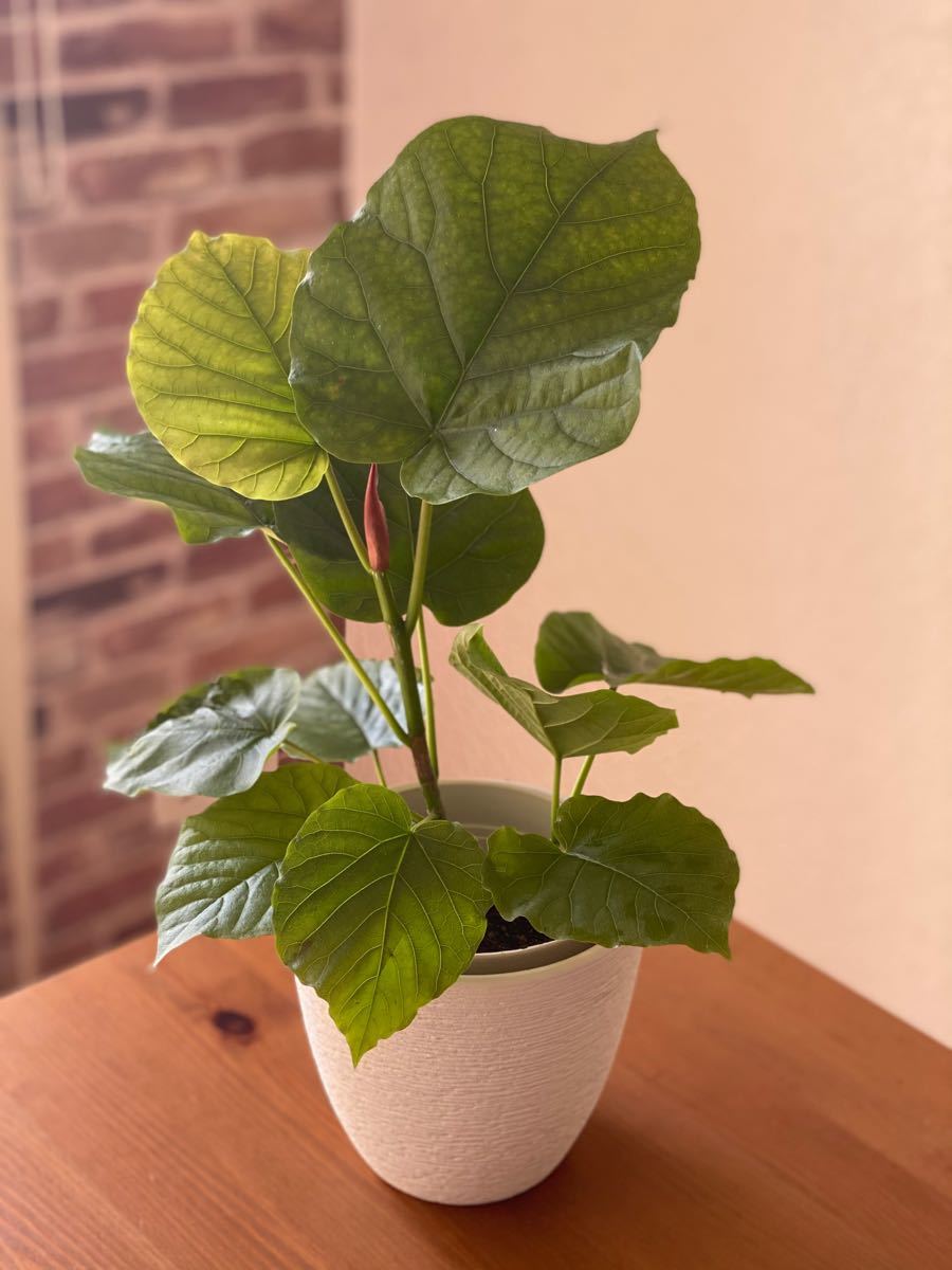 Paypayフリマ 観葉植物 フィカス ウンベラータ 鉢カバー別 Paypayフリマ 観葉植物 フィカス ウンベラータ 鉢カバー別