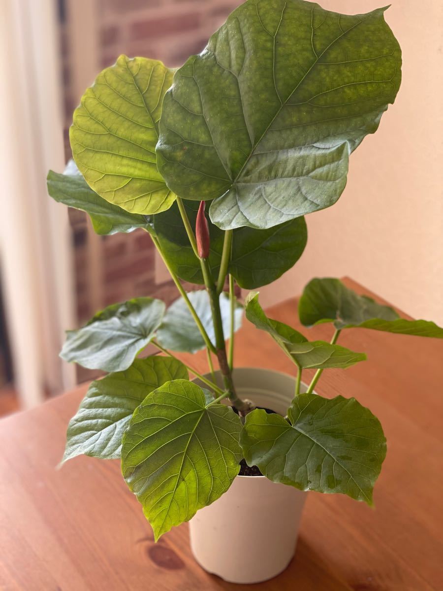 Paypayフリマ 観葉植物 フィカス ウンベラータ 鉢カバー別 Paypayフリマ 観葉植物 フィカス ウンベラータ 鉢カバー別