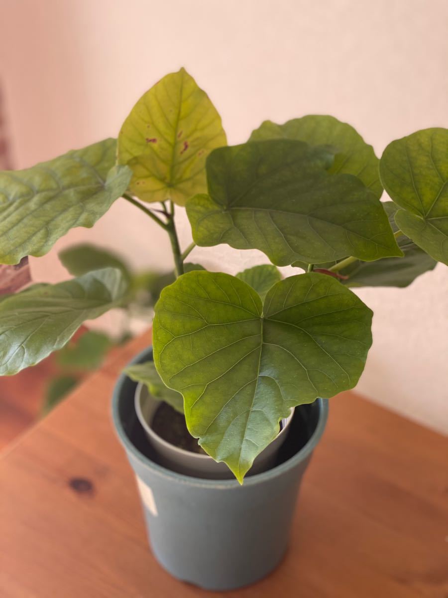 Paypayフリマ 観葉植物 フィカス ウンベラータ 鉢カバー別5 Paypayフリマ 観葉植物 フィカス ウンベラータ 鉢カバー別5
