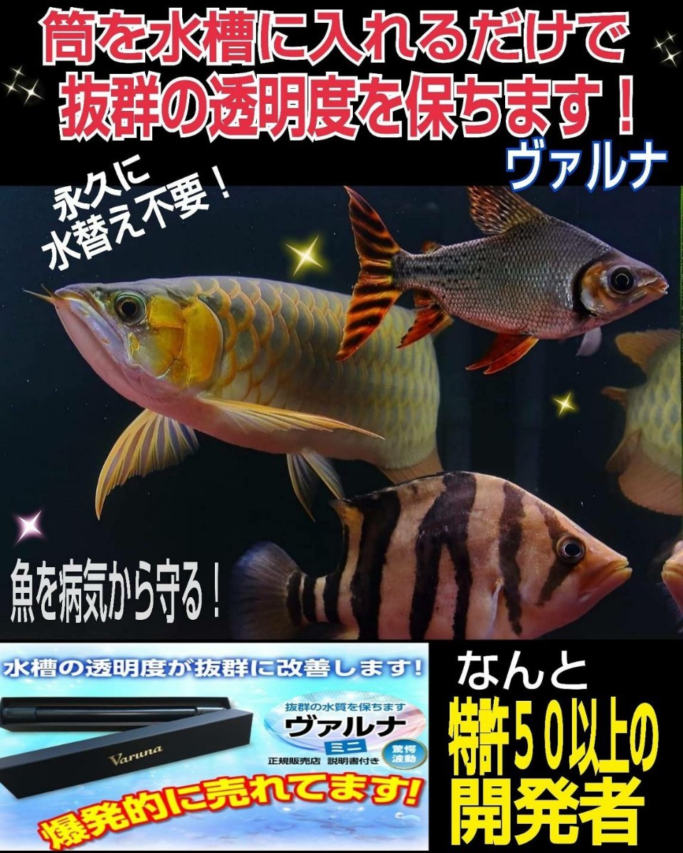 Paypayフリマ 水槽の水が綺麗になります ヴァルナ8センチ 病原菌や感染症を抑制し透明度が抜群になります 水槽に筒を入れるだけ 3年水替え不要です Paypayフリマ 水槽の水が綺麗になります ヴァルナ8センチ 病原菌や感染症を抑制し透明度が抜群になります 水槽に筒を入れるだけ 3年水替え不要です