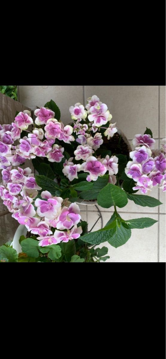 Paypayフリマ 希少紫陽花ドリップ冬越苗 あじさい Paypayフリマ 希少紫陽花ドリップ冬越苗 あじさい