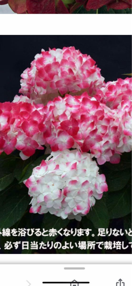 Paypayフリマ 希少紫陽花白寿紅5号鉢冬越株 Paypayフリマ 希少紫陽花白寿紅5号鉢冬越株