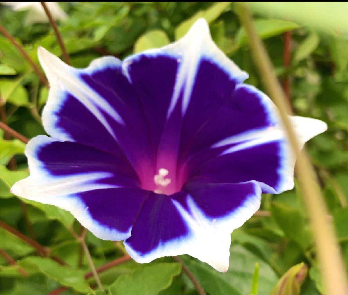 Paypayフリマ 昨年年の夏に咲いた朝顔 花びらの形 色ともに華やかでとてもきれいな スノーフレーク の種です 35粒 おまけ有り Paypayフリマ 昨年年の夏に咲いた朝顔 花びらの形 色ともに華やかでとてもきれいな スノーフレーク の種です 35粒 おまけ有り