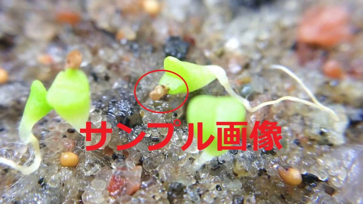 ★ 2 粒１セット 多肉植物 ミックス リトプス ( MIX LITHOPS ) リトプス リビングストーンズ 植物 ★_画像8