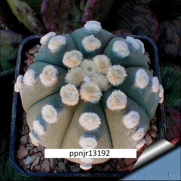 ★アストロフィツム 盆栽 サボテン種子 (4 種子１セット) 多肉植物の種子 ASTROPHYTUM SUCCULENT★_画像4