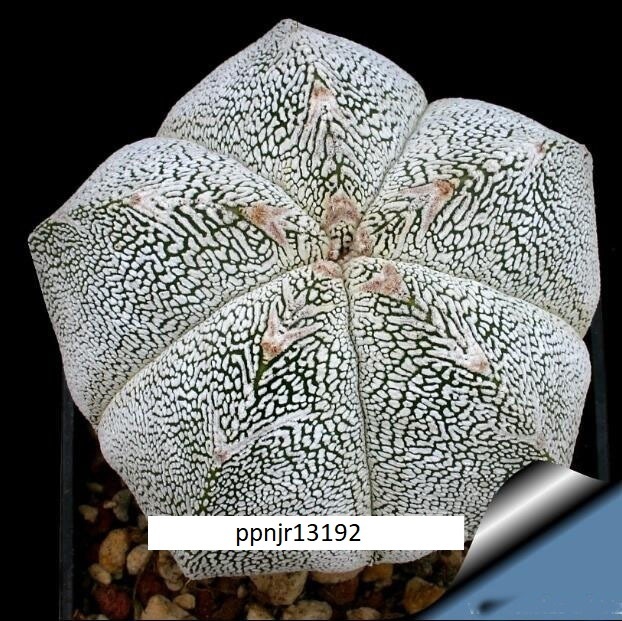 ★アストロフィツム 盆栽 サボテン種子 (4 種子１セット) 多肉植物の種子 ASTROPHYTUM SUCCULENT★_画像3