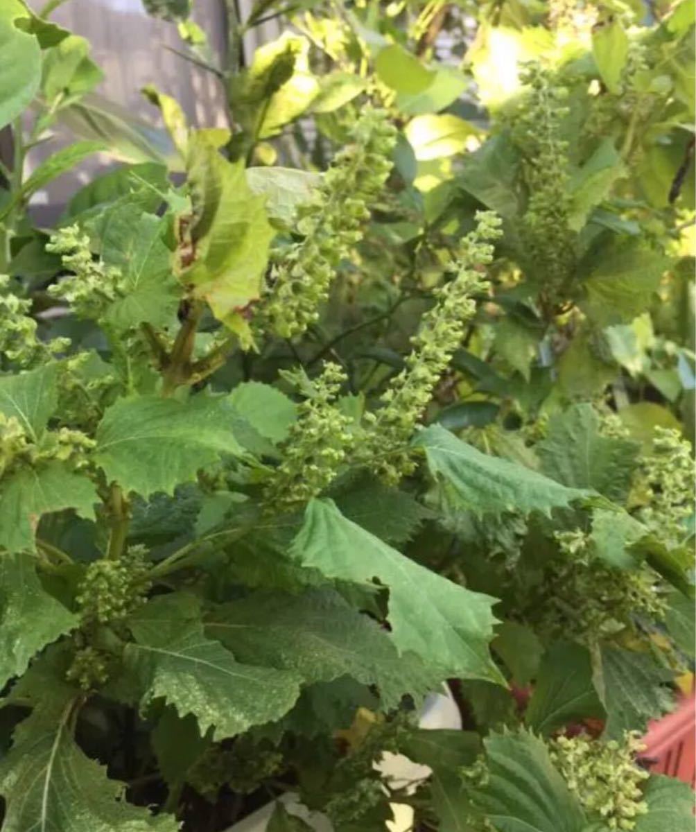 Paypayフリマ 33種類の野菜とハーブの種 多品種を少しずつ栽培なさりたい方に かぼちゃ ハラペーニョ パクチーファラン ゴーヤ パプリカ Paypayフリマ 33種類の野菜とハーブの種 多品種を少しずつ栽培なさりたい方に かぼちゃ ハラペーニョ パクチーファラン ゴーヤ パプリカ