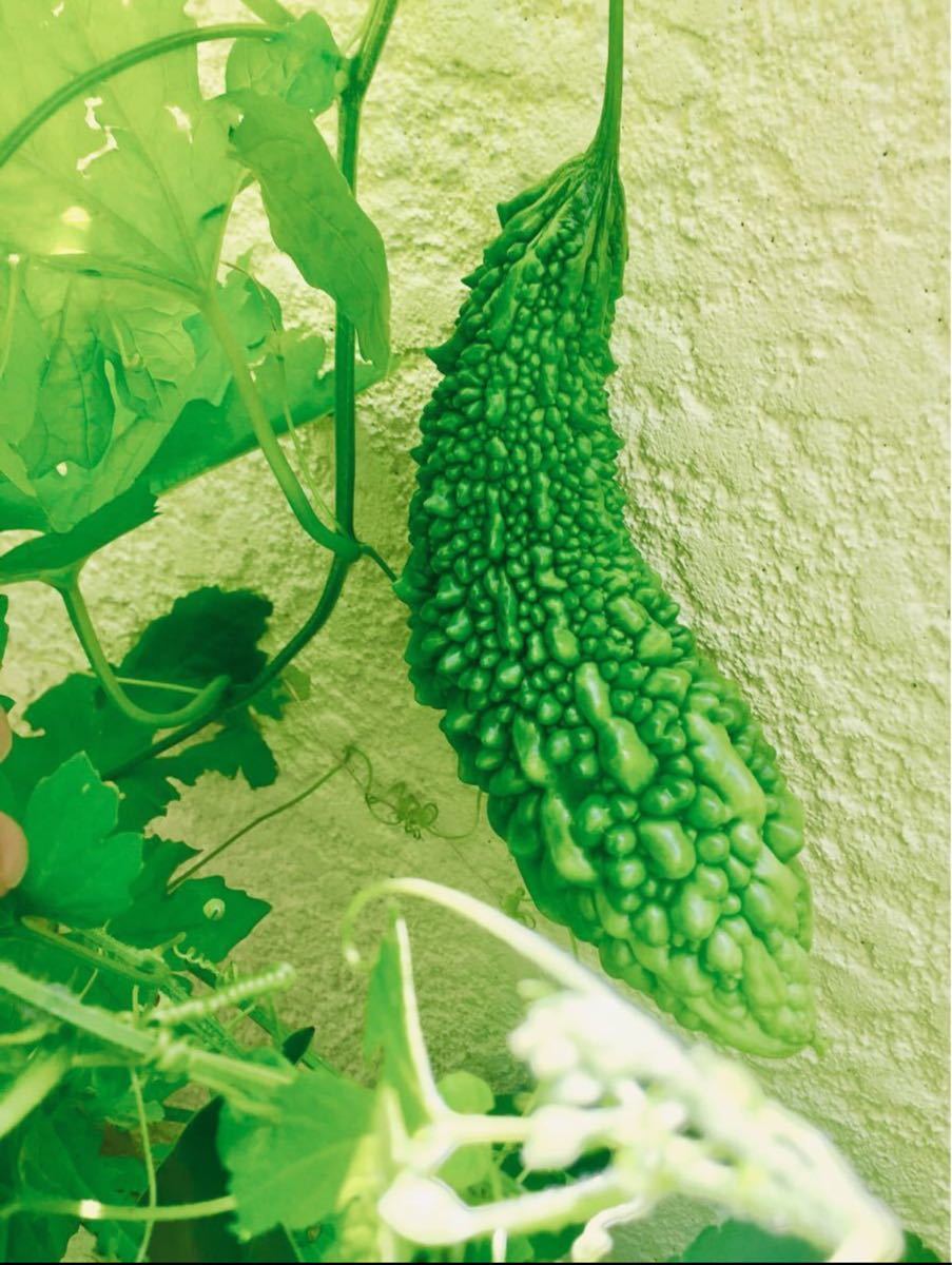 Paypayフリマ 33種類の野菜とハーブの種 多品種を少しずつ栽培なさりたい方に かぼちゃ ハラペーニョ パクチーファラン ゴーヤ パプリカ Paypayフリマ 33種類の野菜とハーブの種 多品種を少しずつ栽培なさりたい方に かぼちゃ ハラペーニョ パクチーファラン ゴーヤ パプリカ