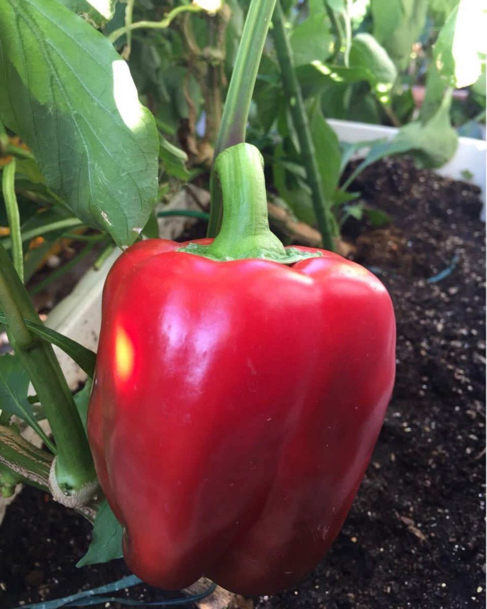 Paypayフリマ 33種類の野菜とハーブの種 多品種を少しずつ栽培なさりたい方に かぼちゃ ハラペーニョ パクチーファラン ゴーヤ パプリカ Paypayフリマ 33種類の野菜とハーブの種 多品種を少しずつ栽培なさりたい方に かぼちゃ ハラペーニョ パクチーファラン ゴーヤ パプリカ