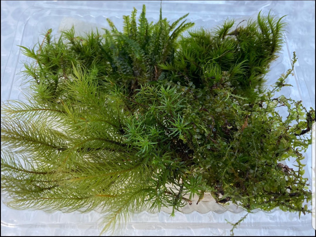 Paypayフリマ コケ 苔 テラリウム 観葉植物 室内 自然 タマゴケ ヒノキゴケ スギゴケ 山 アクアリウム Paypayフリマ コケ 苔 テラリウム 観葉植物 室内 自然 タマゴケ ヒノキゴケ スギゴケ 山 アクアリウム