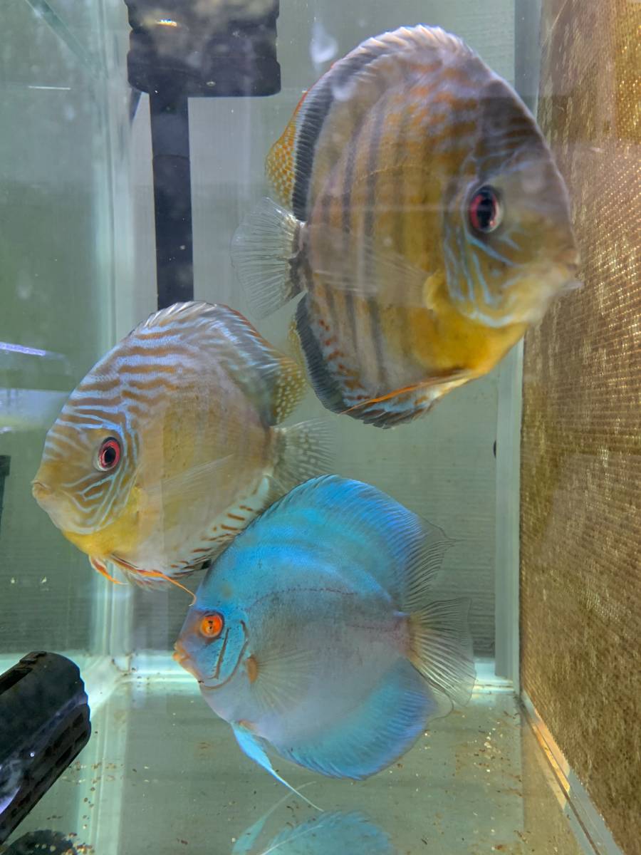 ディスカス 熱帯魚 ネックレス 餌 ポンプ 動画視聴の値段と価格推移は 1 045件の売買情報を集計したディスカス 熱帯魚 ネックレス 餌 ポンプ 動画視聴の価格や価値の推移データを公開 ディスカス 熱帯魚 ネックレス 餌 ポンプ 動画視聴の値段と価格推移は 1 045件の売買情報を集計したディスカス 熱帯魚 ネックレス 餌 ポンプ 動画視聴の価格や価値の推移データを公開