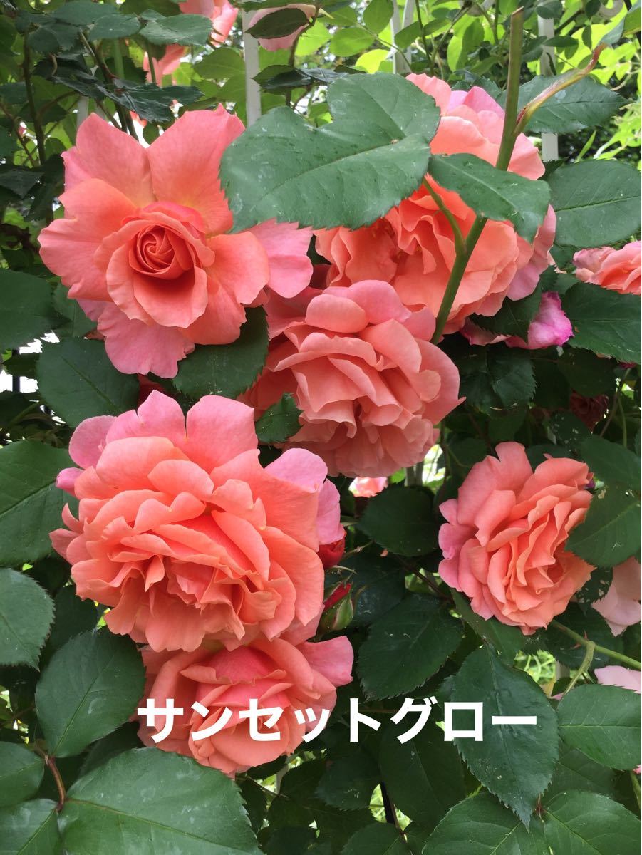 Paypayフリマ バラ苗 サンセットグロウ ばら Paypayフリマ バラ苗 サンセットグロウ ばら