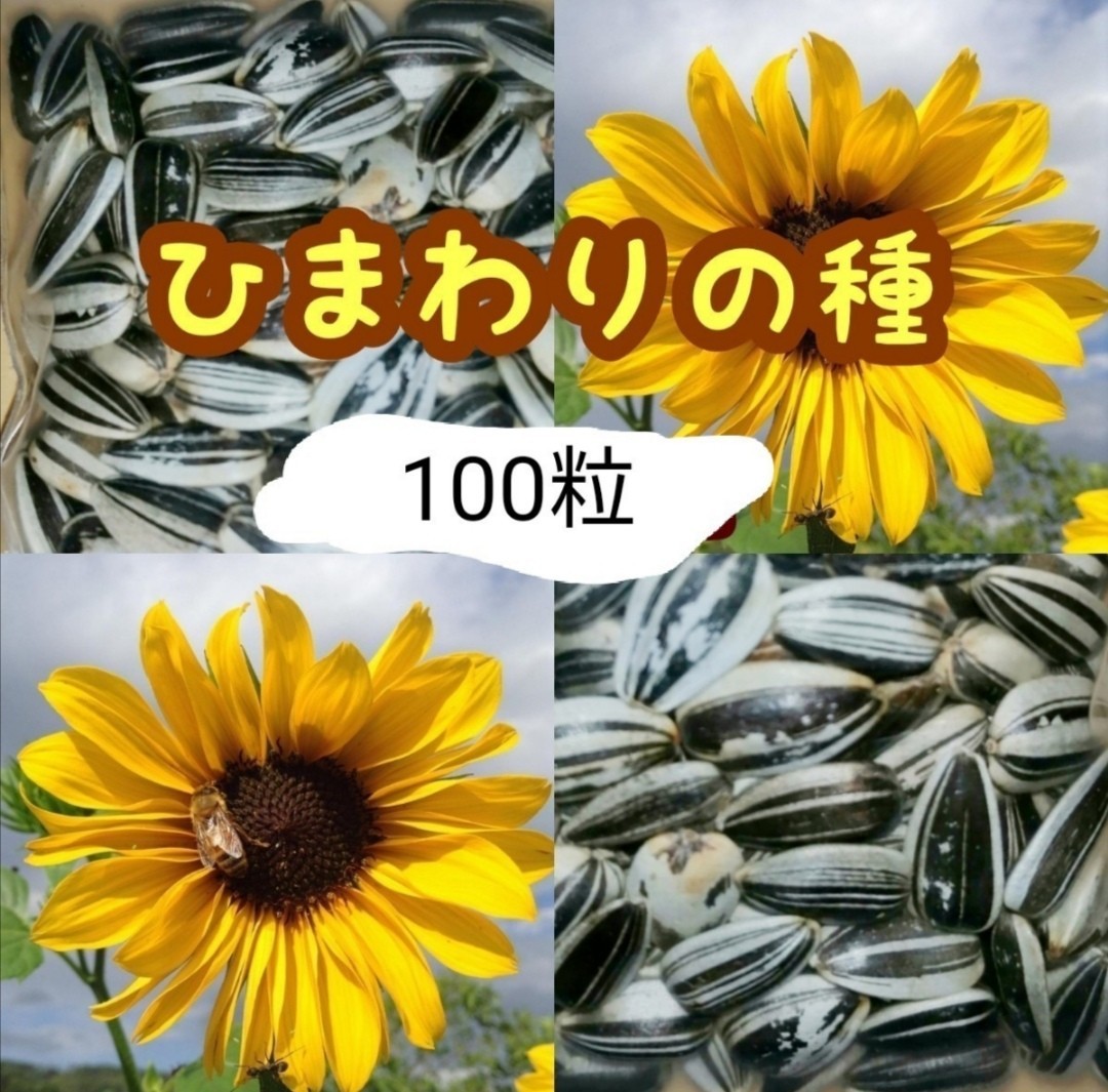 Paypayフリマ 大きくそだつひまわりの種 小さい花のひまわり5 Paypayフリマ 大きくそだつひまわりの種 小さい花のひまわり5