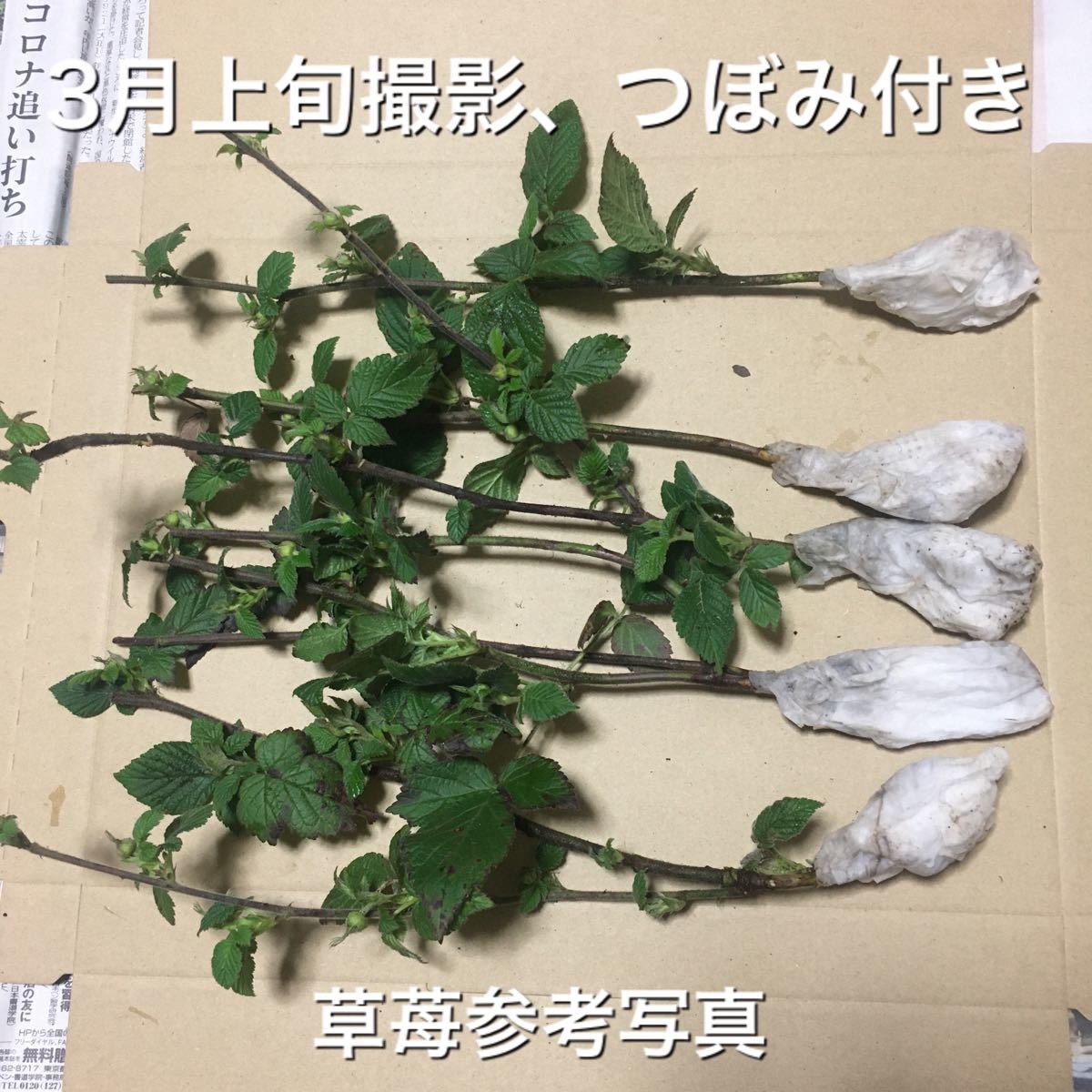Paypayフリマ 花芽付き 日本木苺5株 草苺 クサイチゴ くさいちご 国産ラズベリー Paypayフリマ 花芽付き 日本木苺5株 草苺 クサイチゴ くさいちご 国産ラズベリー