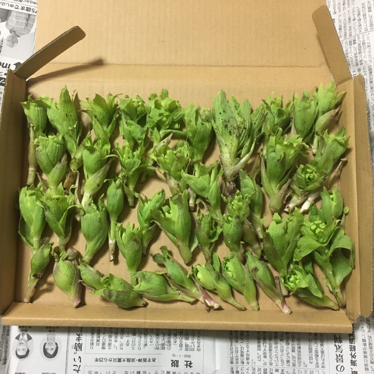 Paypayフリマ ふきのとうの苗3株 蕗の薹 蕗の薹 フキノトウ ふき 山菜 野草 Paypayフリマ ふきのとうの苗3株 蕗の薹 蕗の薹 フキノトウ ふき 山菜 野草