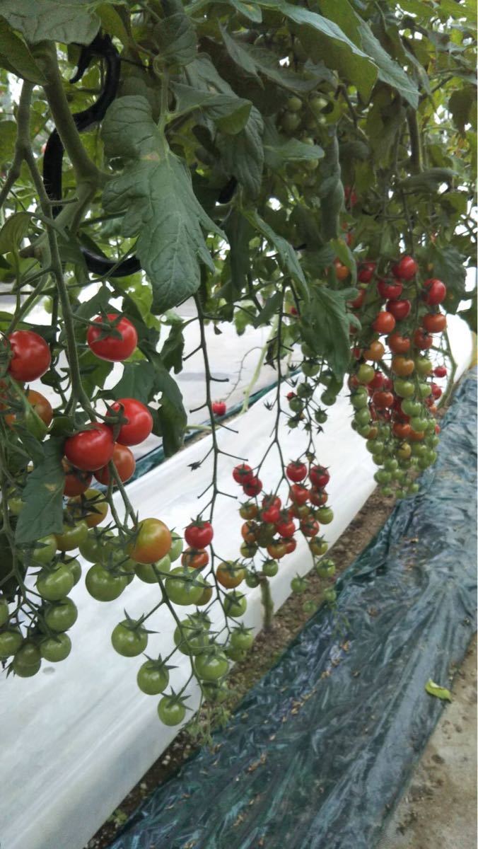 Paypayフリマ No 108 数量限定 ミニトマト 花鳥風月 丸玉 宮崎県産2kg Paypayフリマ No 108 数量限定 ミニトマト 花鳥風月 丸玉 宮崎県産2kg