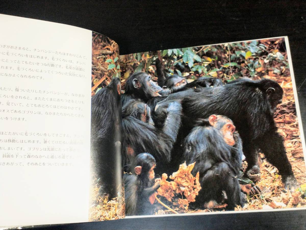 チンパンジー ジェーン・グドール 大自然の動物ファミリー