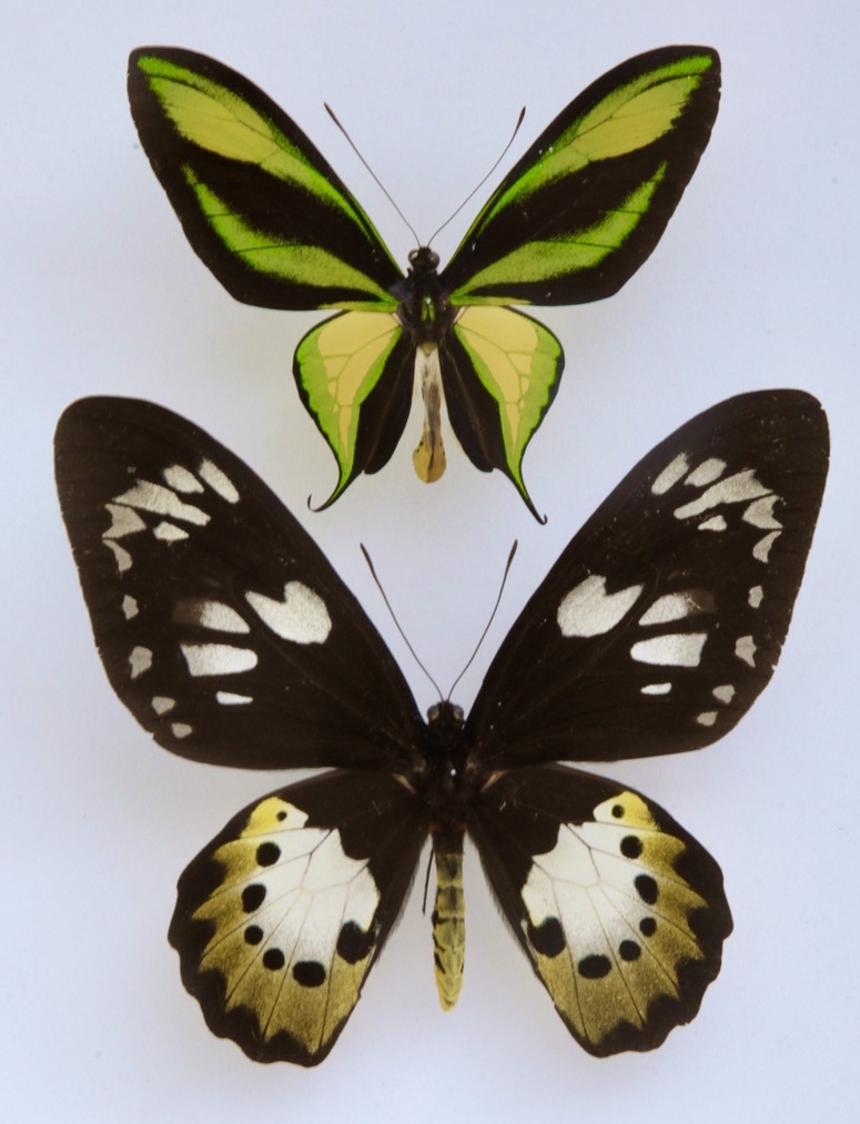 外国産蝶標本 ゴクラクトリバネアゲハ A-pair 西イリアン・アルファック (W324-KH-039)