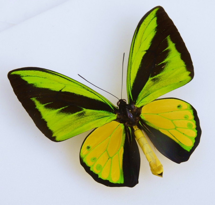 # иностранного производства бабочка образец golaia -тактный li spring age - | Atlas Apair Sorong производство прекрасный красота закончившийся товар поле коллекция товар (W325-K76-161)