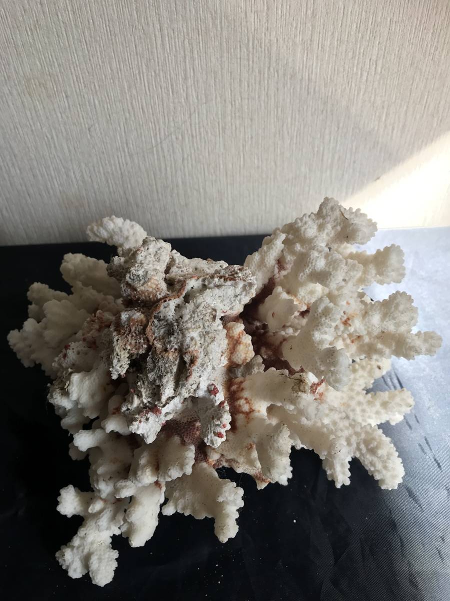  украшение коралл . украшение .. расположение интерьер окаменелость море. камень образец аквариум 