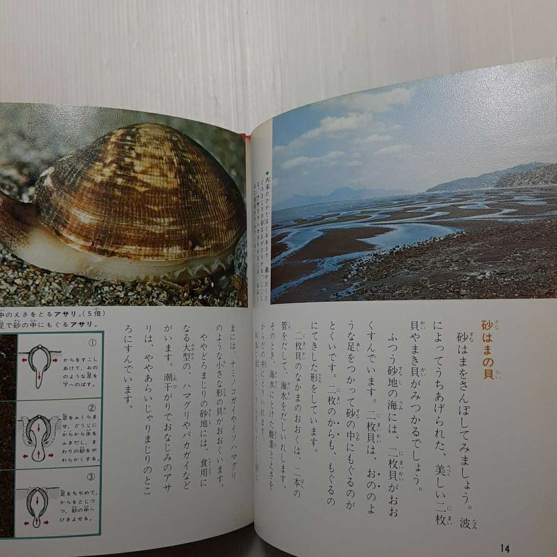 Zaa M1b 海の貝カラー版 科学のアルバム 19年 白井祥平 著 あかね書房 日本代購代bid第一推介 Funbid Zaa M1b 海の貝カラー版 科学のアルバム 19年 白井祥平 著 あかね書房 日本代購代bid第一推介 Funbid