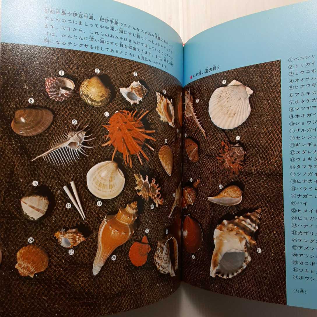 zaa-m1b♪ 海の貝　カラー版（科学のアルバム）(1983年) 白井 祥平 (著) (あかね書房）