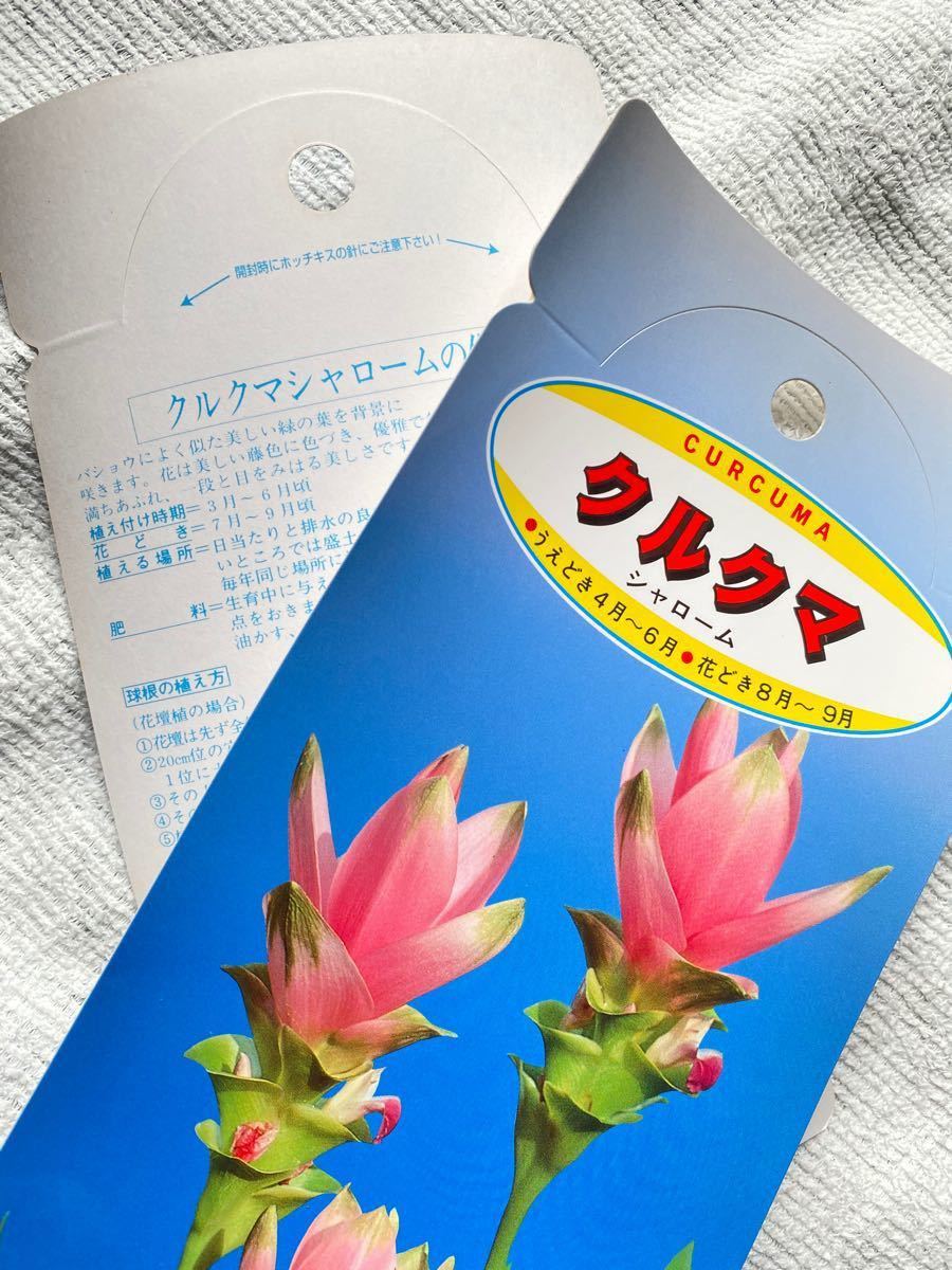 Paypayフリマ クルクマ 球根 クルクマシャローム ピンク 約30球 予備球入り Paypayフリマ クルクマ 球根 クルクマシャローム ピンク 約30球 予備球入り
