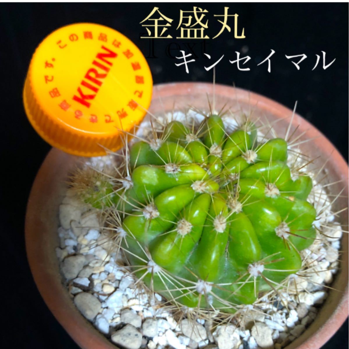 Paypayフリマ 小さな赤ちゃん付き サボテン 金盛丸 キンセイマル 根張り苗 抜き苗 Paypayフリマ 小さな赤ちゃん付き サボテン 金盛丸 キンセイマル 根張り苗 抜き苗