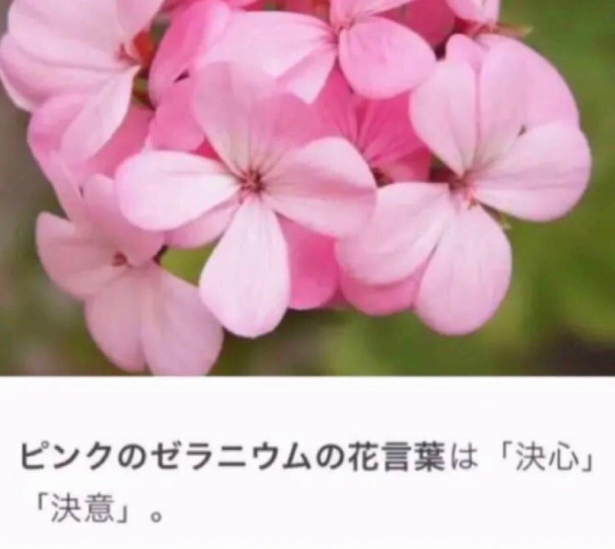 Paypayフリマ 1 決心 決意 の花言葉を持つピンクのゼラニウム 抜き苗 Paypayフリマ 1 決心 決意 の花言葉を持つピンクのゼラニウム 抜き苗