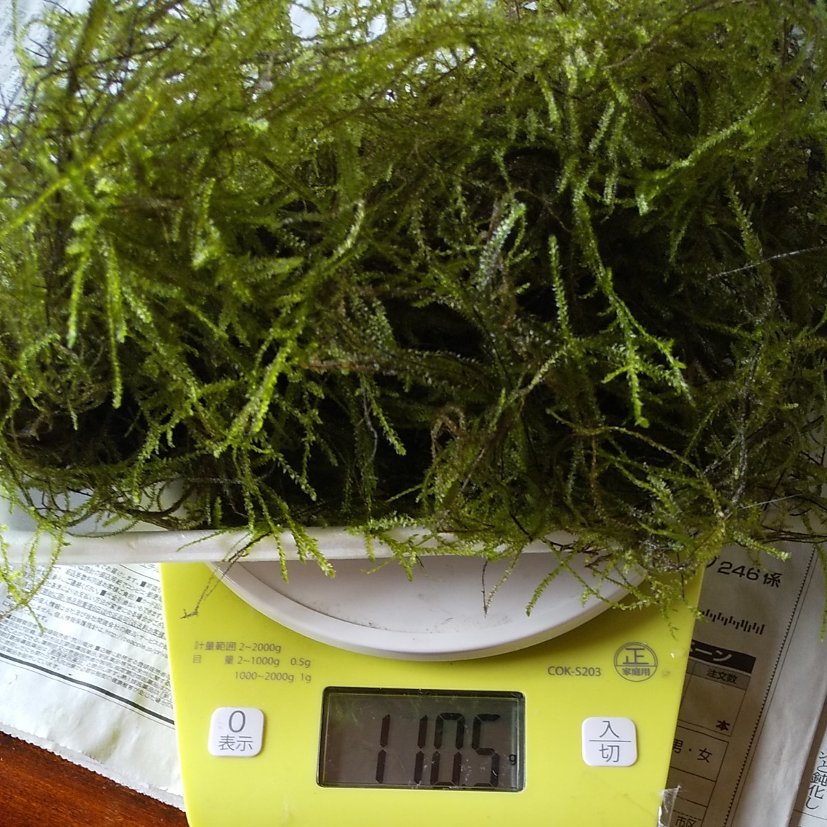 ★訳あり・無農薬 ウィローモス・自家水槽内増殖の水草モス100グラムです。