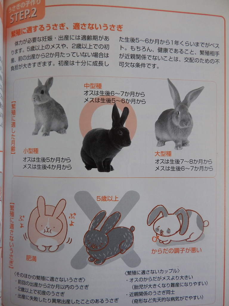 ヤフオク かわいいうさぎ 品種カタログ 飼い方 ヤフオク かわいいうさぎ 品種カタログ 飼い方