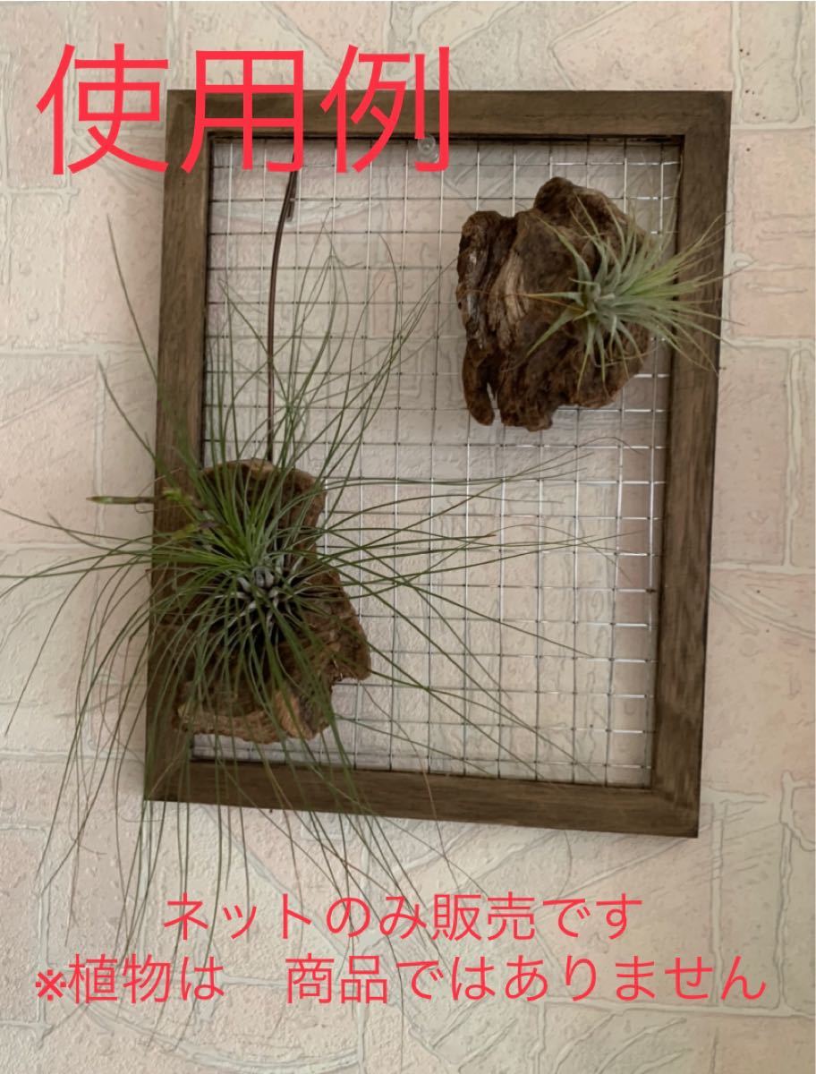 Paypayフリマ 着生板 メッシュ ネット ディスプレイ コウモリラン ビカクシダ チランジア 着生蘭 ブロメリア y Paypayフリマ 着生板 メッシュ ネット ディスプレイ コウモリラン ビカクシダ チランジア 着生蘭 ブロメリア y