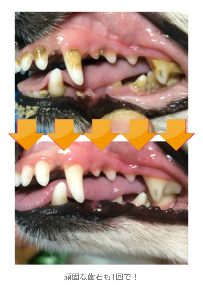 Paypayフリマ マジックゼオプロ デイリー セット ペット 犬用品 歯石除去 歯周病予防 歯磨き 国内正規品 新品未開封 オーラルケア 口臭予防 Paypayフリマ マジックゼオプロ デイリー セット ペット 犬用品 歯石除去 歯周病予防 歯磨き 国内正規品 新品未開封 オーラルケア 口臭予防