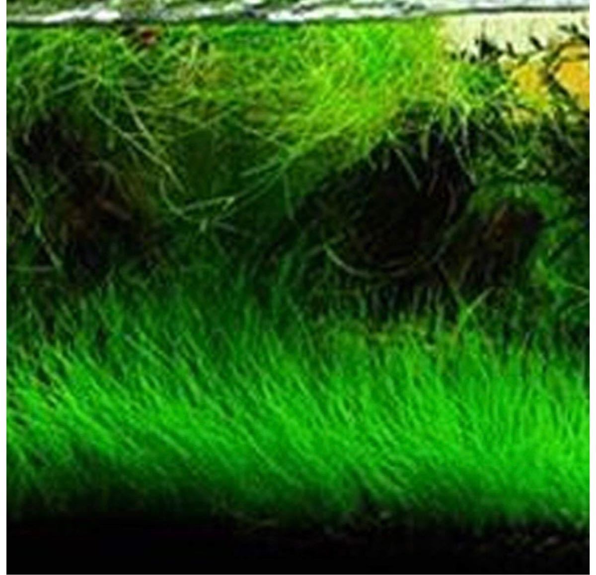 Paypayフリマ 種から育てる水草 ヘアーグラス系 10g Paypayフリマ 種から育てる水草 ヘアーグラス系 10g