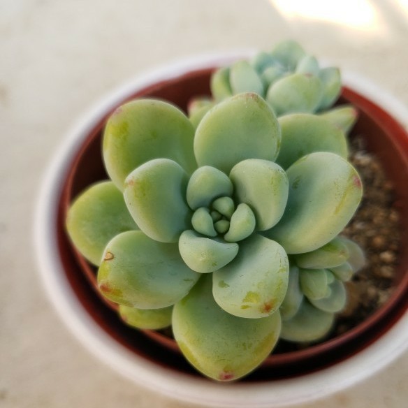 Paypayフリマ 多肉植物 ロッティ 抜き苗 Paypayフリマ 多肉植物 ロッティ 抜き苗