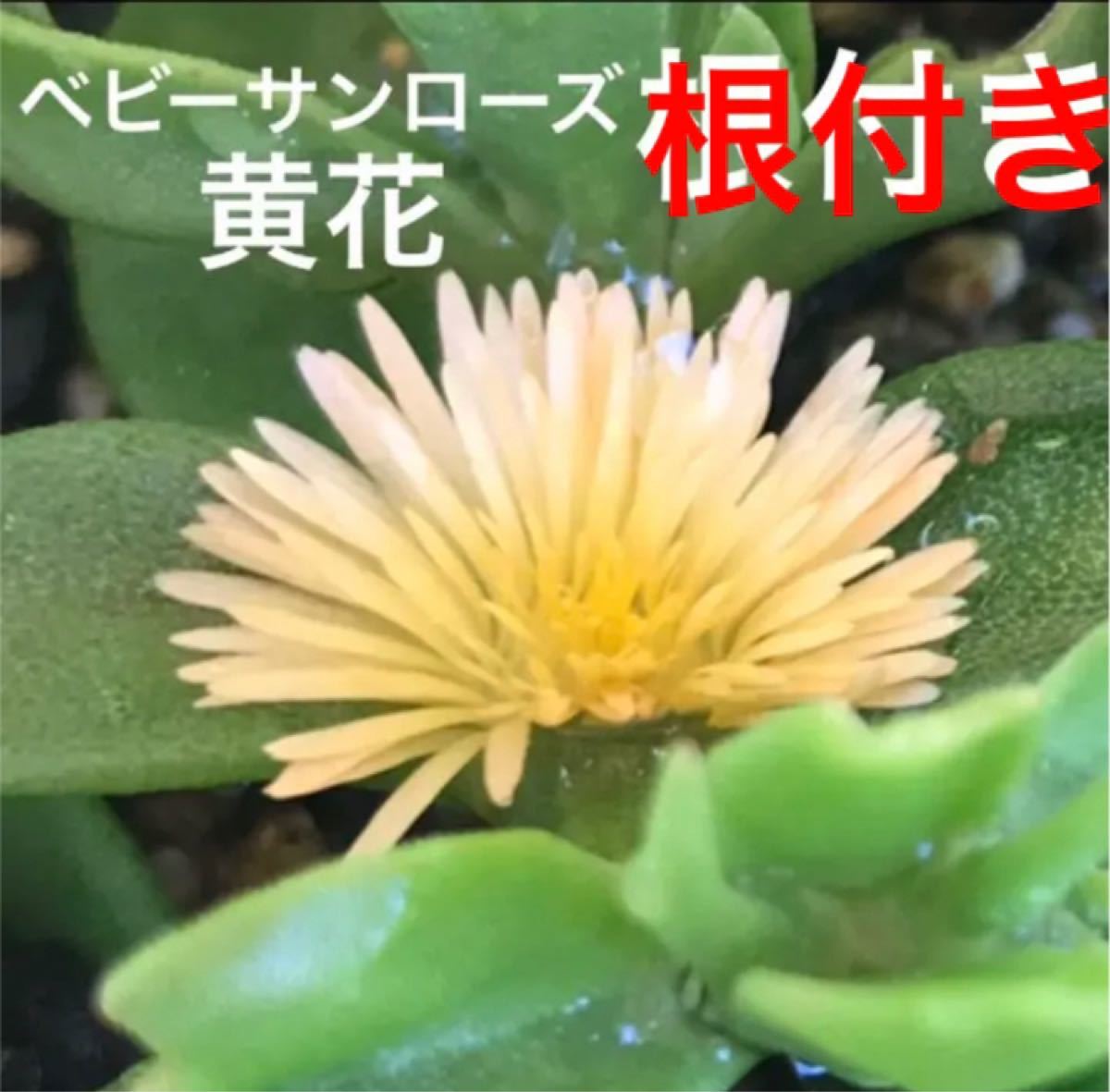 Paypayフリマ 21 黄色の花が咲く ベビーサンローズ よく増える 初心者向き Paypayフリマ 21 黄色の花が咲く ベビーサンローズ よく増える 初心者向き