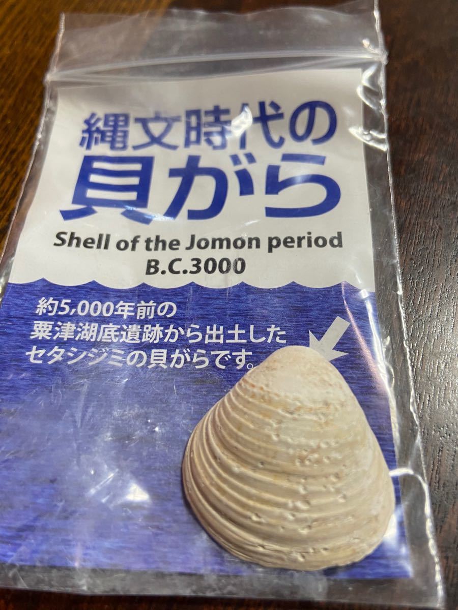 Paypayフリマ 瀬田しじみの化石 Paypayフリマ 瀬田しじみの化石