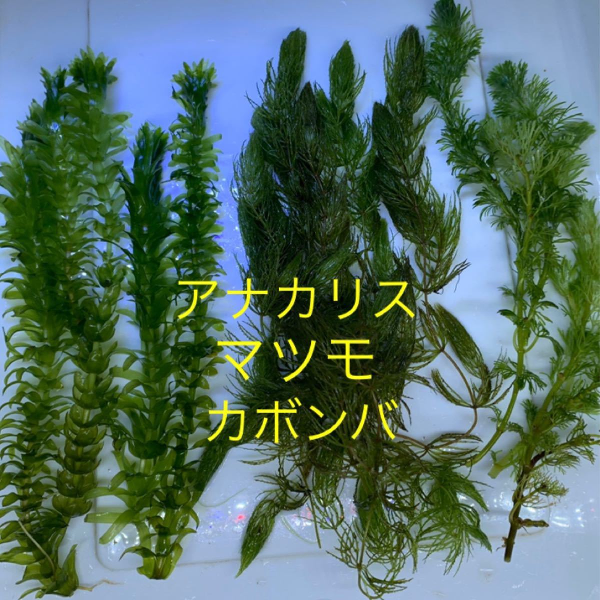 Paypayフリマ 無農薬三大金魚藻１５本セット