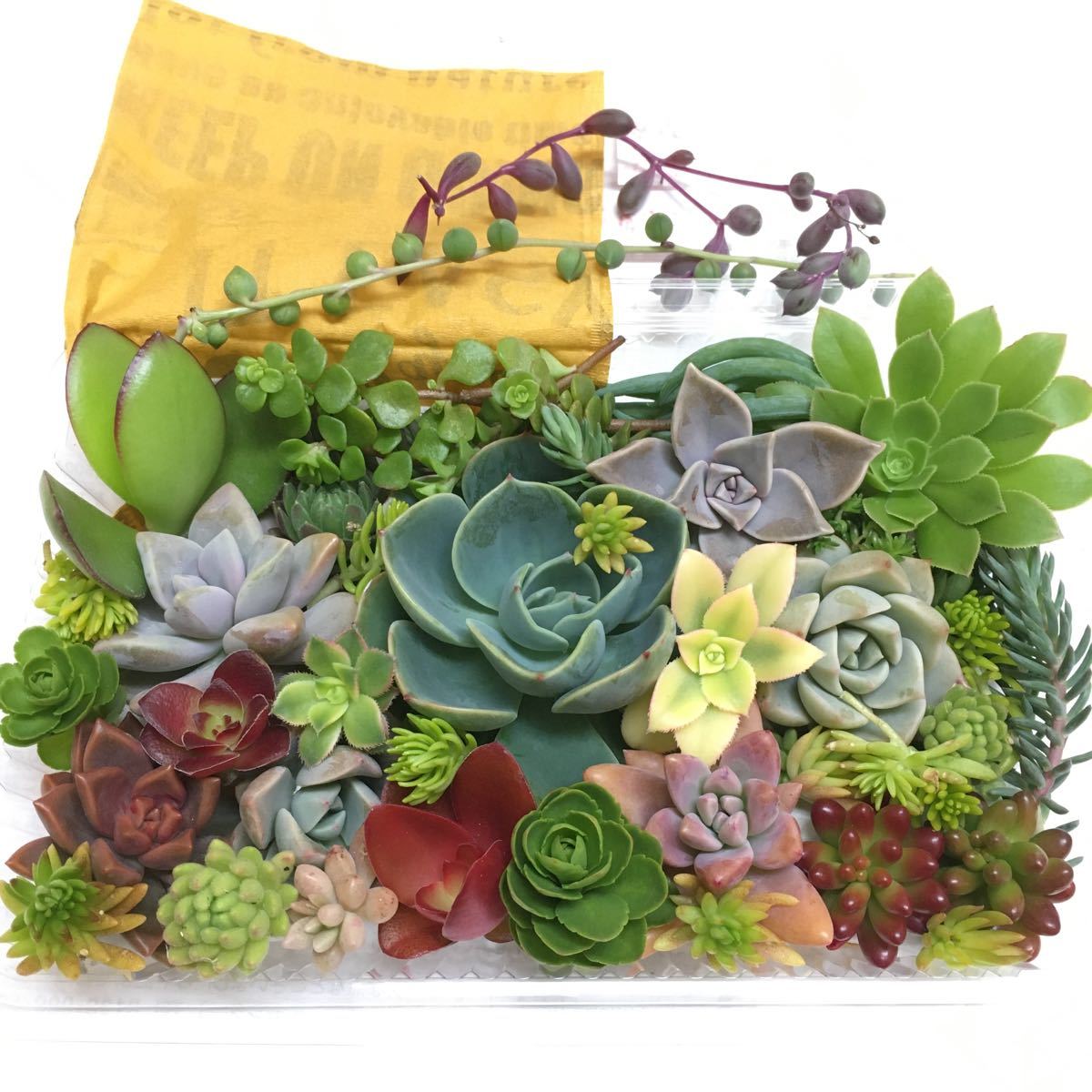 Paypayフリマ C 多肉植物 いっぱい 初心者向け 育てやすい 増やしやすい カット苗 寄せ植え Paypayフリマ C 多肉植物 いっぱい 初心者向け 育てやすい 増やしやすい カット苗 寄せ植え