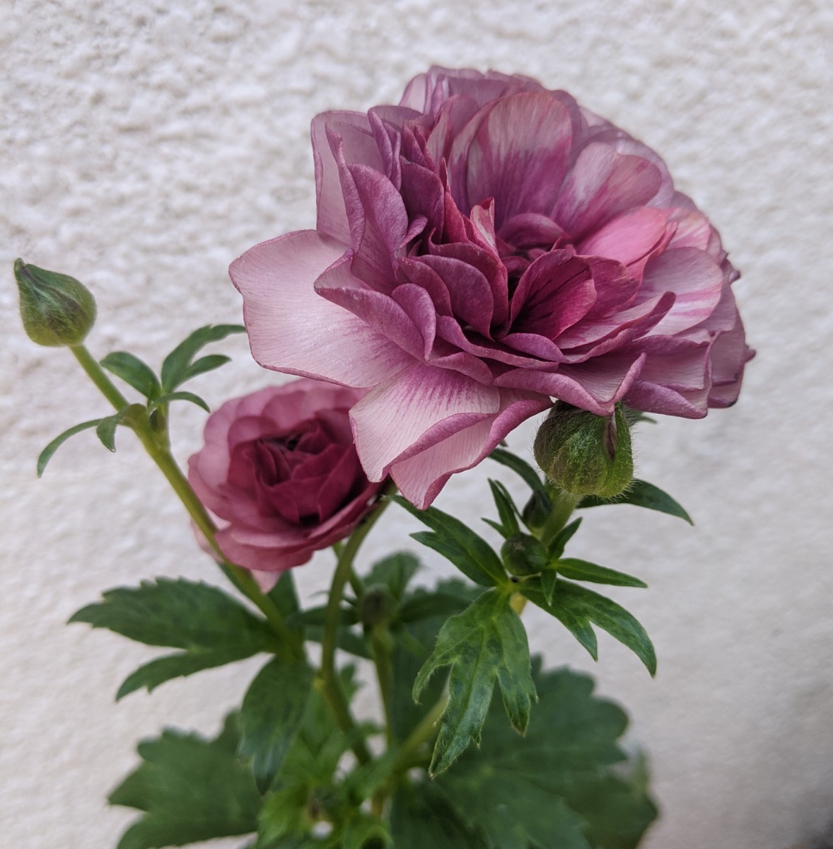SALE 花苗オマケ付き ラナンキュラスラックスシリーズ ティーバ SALE 花苗オマケ付き ラナンキュラスラックスシリーズ ティーバ