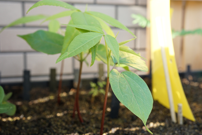 【塊根植物】トックリキワタ 　Ceiba speciosa 　酔っ払いの木 種子10粒　08136_実生2週目