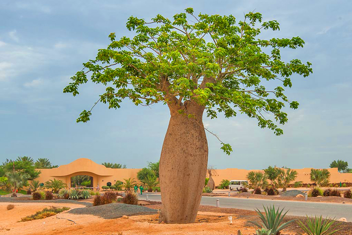 【塊根植物】トックリキワタ 　Ceiba speciosa 　酔っ払いの木 種子10粒　08136_成木