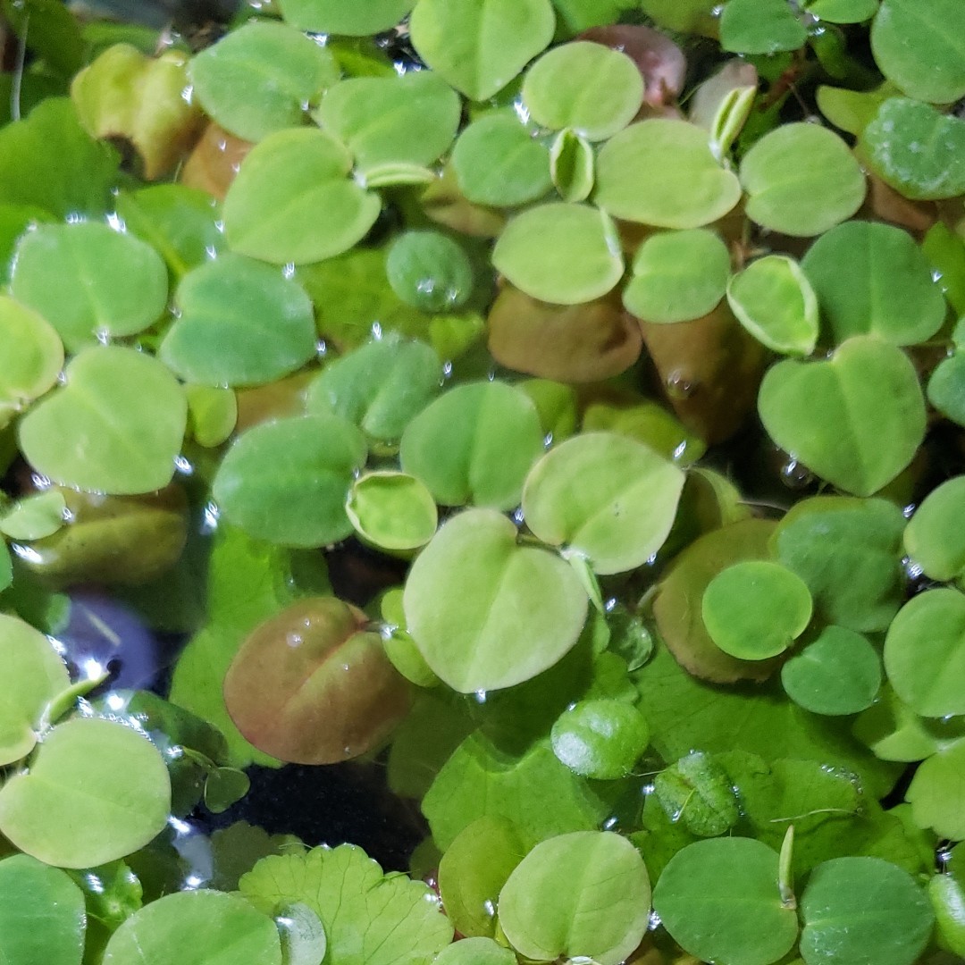 Paypayフリマ フィランサスフルイタンス 水草 浮草 Paypayフリマ フィランサスフルイタンス 水草 浮草